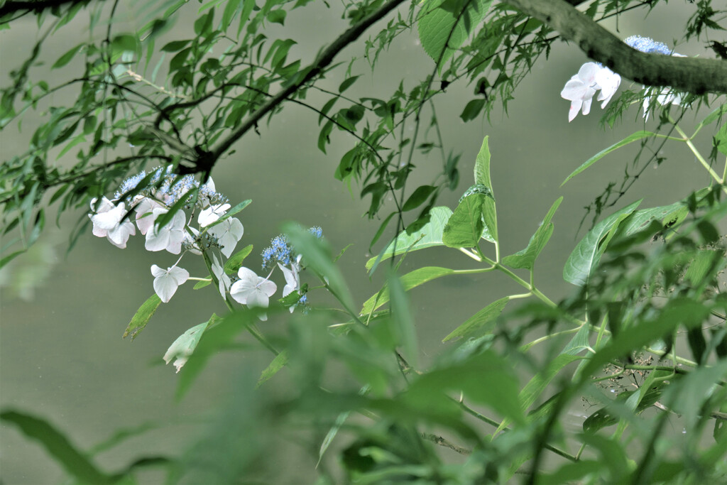 DSCF7584