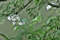 DSCF7584
