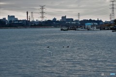 DSCF1365