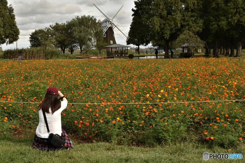 キバナコスモス