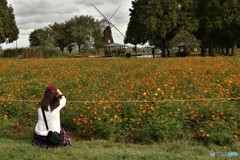 キバナコスモス