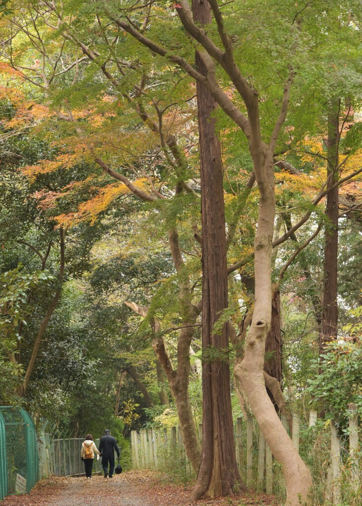 いつもの散歩道