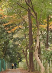 いつもの散歩道