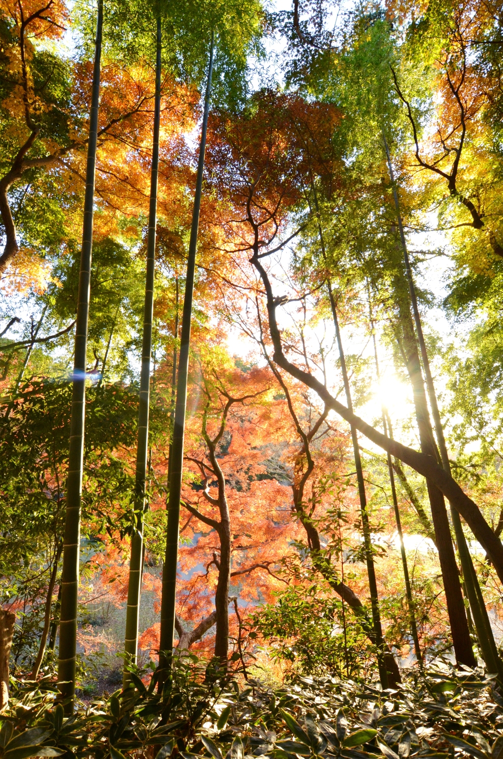 竹と笹と紅葉　　DSC_3324