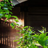DSCF7309