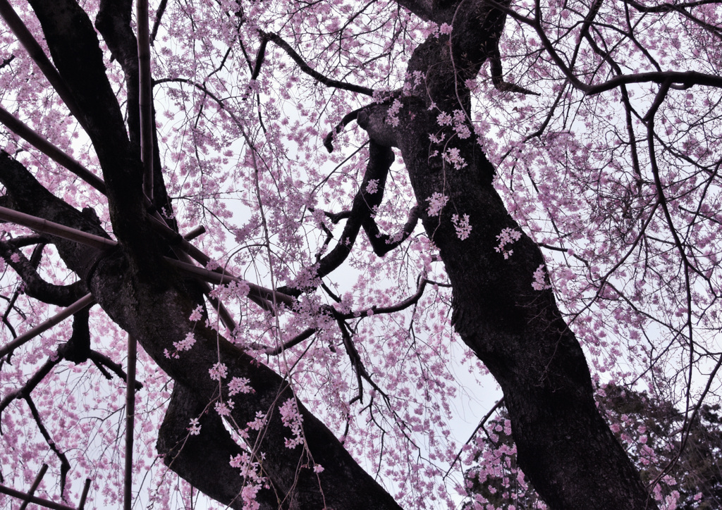  しだれ桜