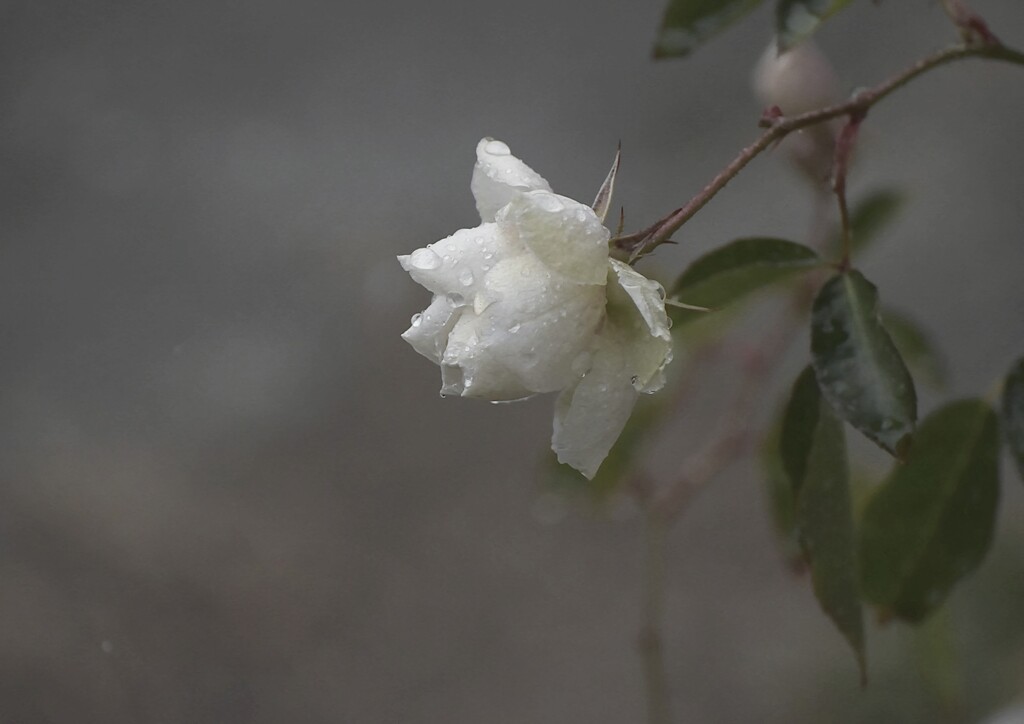 雨日の薔薇