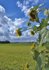 雲とひまわり