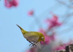 ピョン吉スタイル