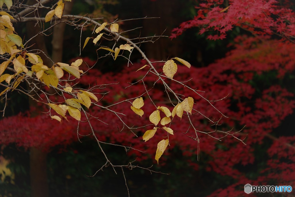 DSCF1626「さくら」