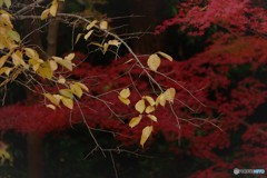 DSCF1626「さくら」