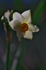 一輪咲きました