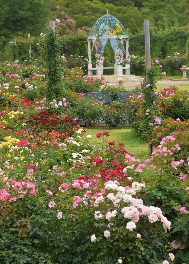 薔薇園にて