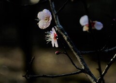 DSC_6003 DSC_6003