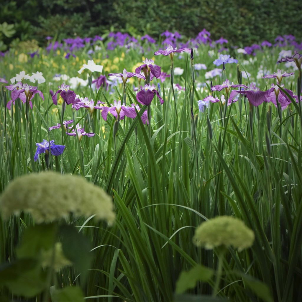 紫陽花と花菖蒲