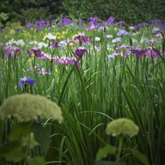紫陽花と花菖蒲