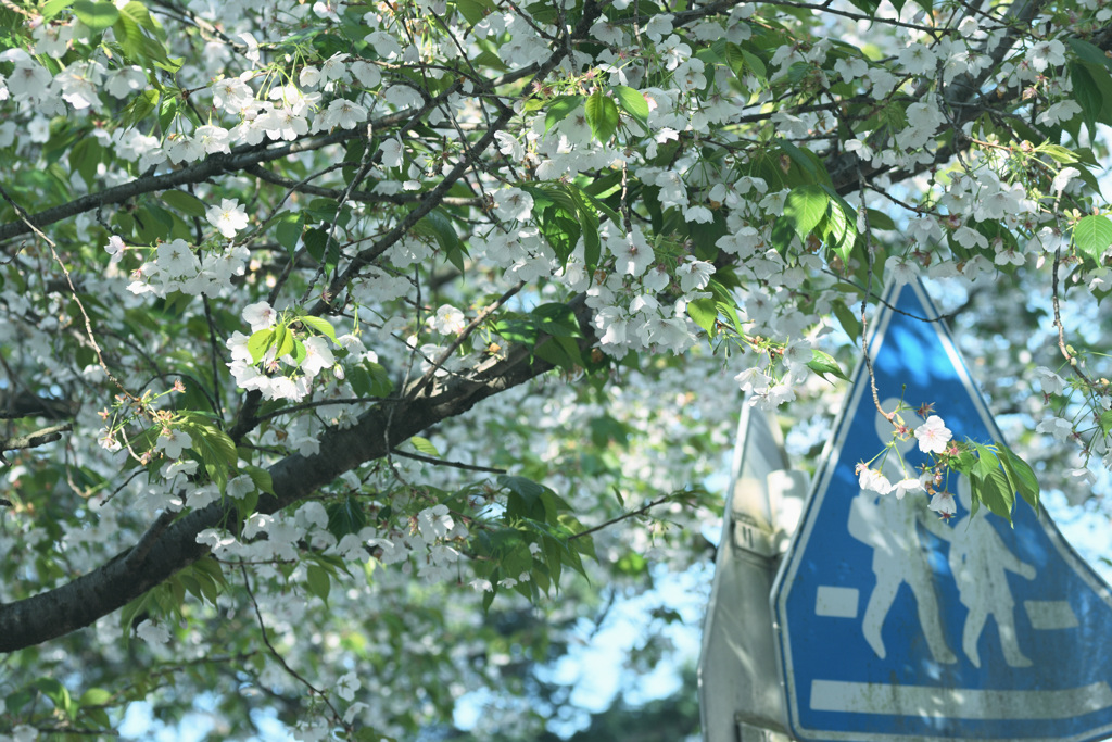 新一年生通学路