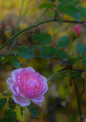 薔薇