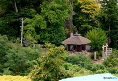 実りの秋・・・柿