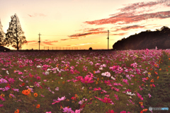 DSC_2533日の出前