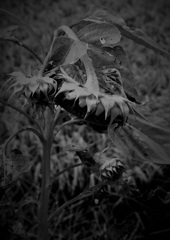 終る夏でも猛暑