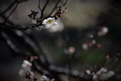 DSC_3081