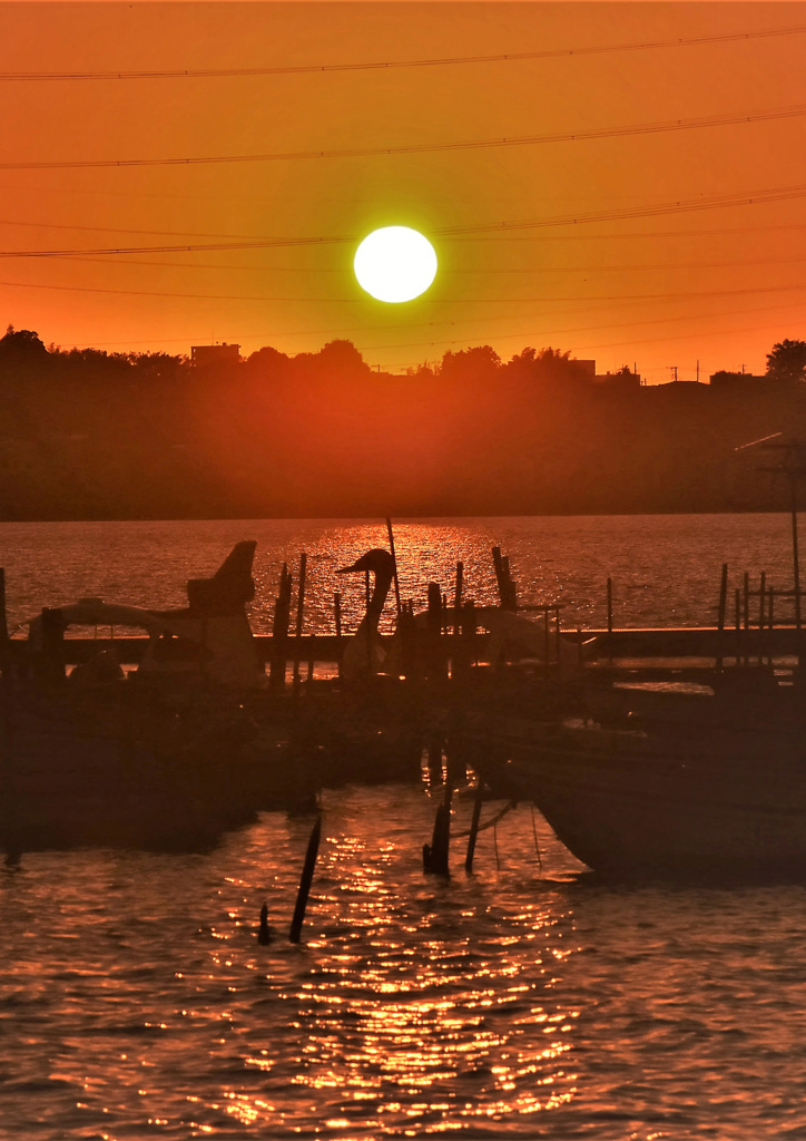 ボートスワンの終日