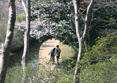 桜咲く