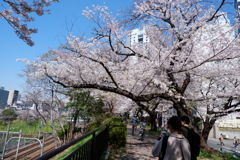 桜