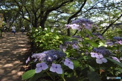 紫陽花3