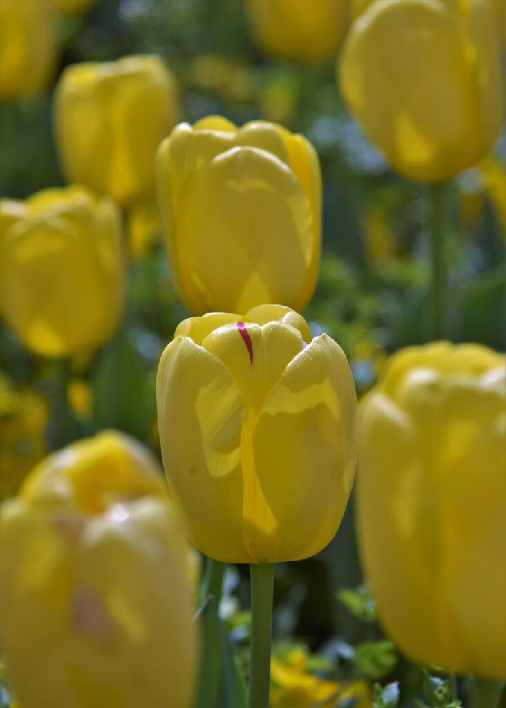 旗本退屈男? ・・古すぎ^^;