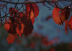 紅葉