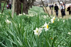 すいせん