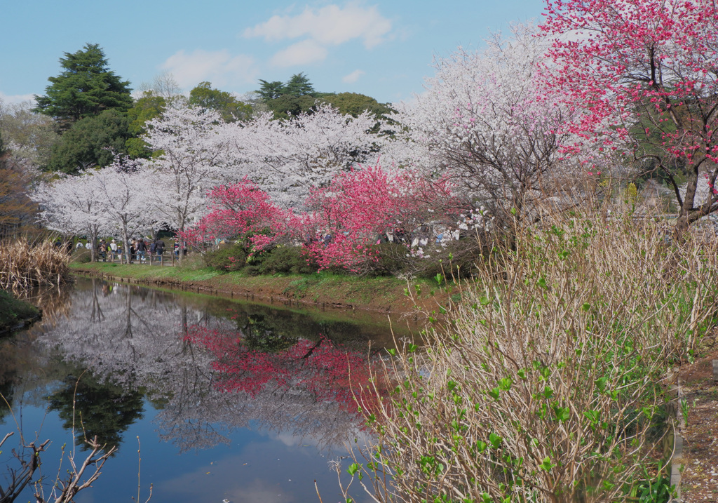 晴れ