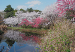 晴れ