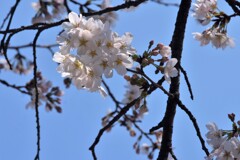 ソメイヨシノ 花言葉「清純」