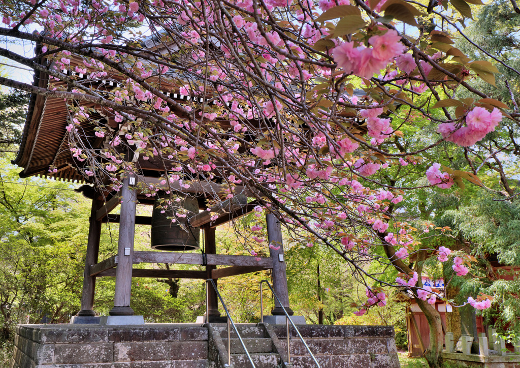 八重桜