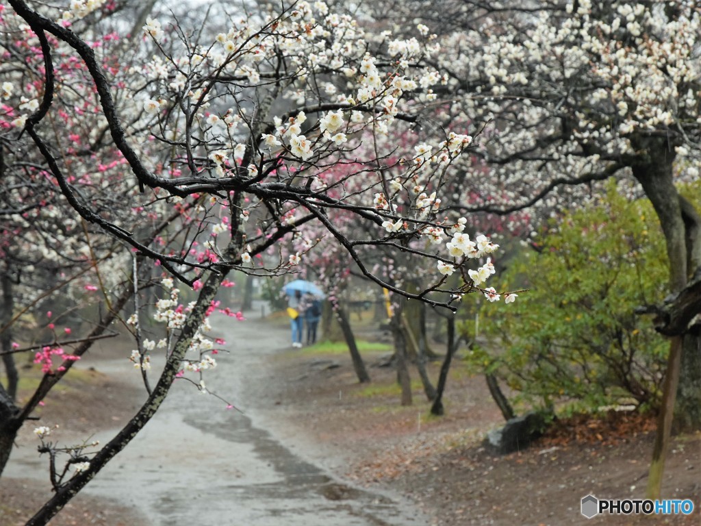 雨の公園
