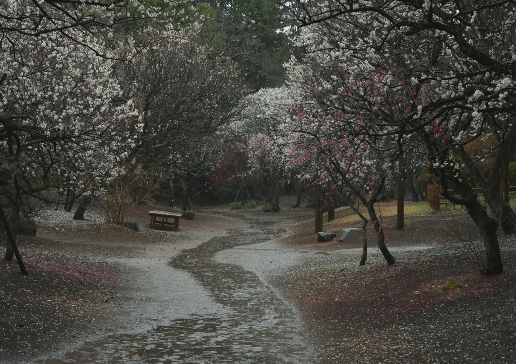 雨が降る貴方はこない♬