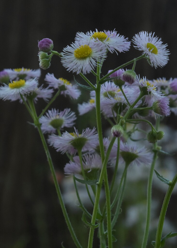 ハルジオン 花言葉「追想の愛」