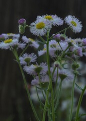 ハルジオン 花言葉「追想の愛」