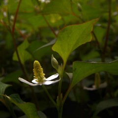 DSCF2156 