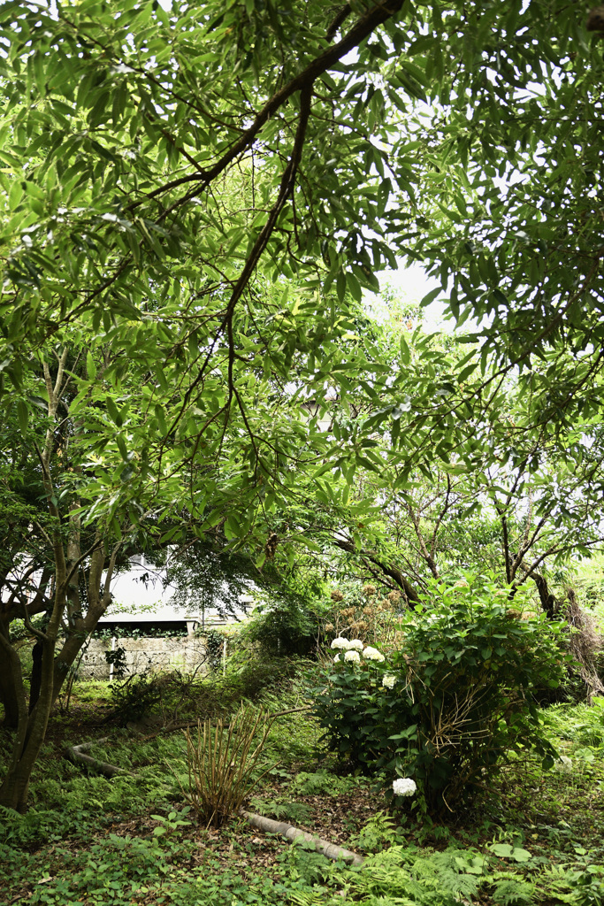 DSC_8012片隅に咲く