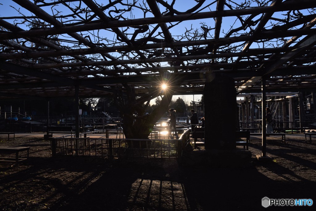 年始めポケモンさがして日が暮れる