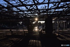 年始めポケモンさがして日が暮れる