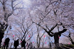 sakura