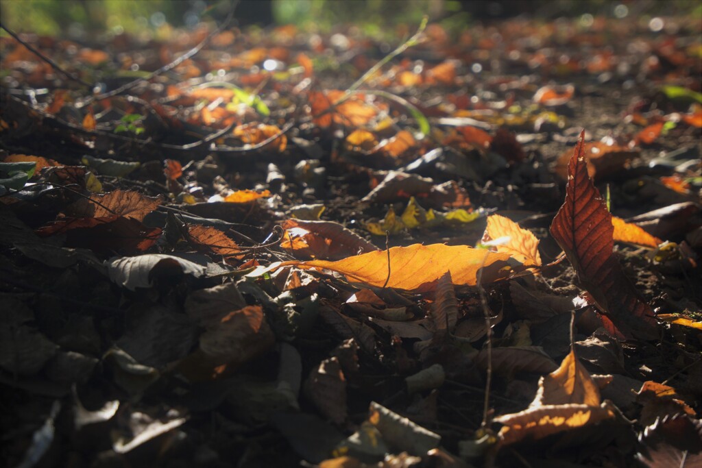 落葉
