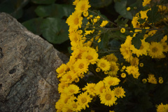 菊の花が咲きました