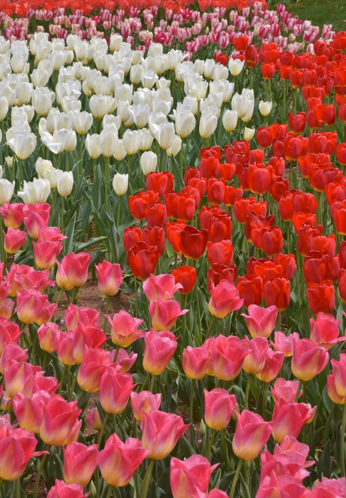 チューリップ３