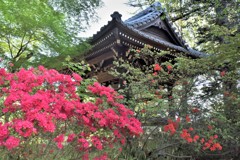新緑とつつじ